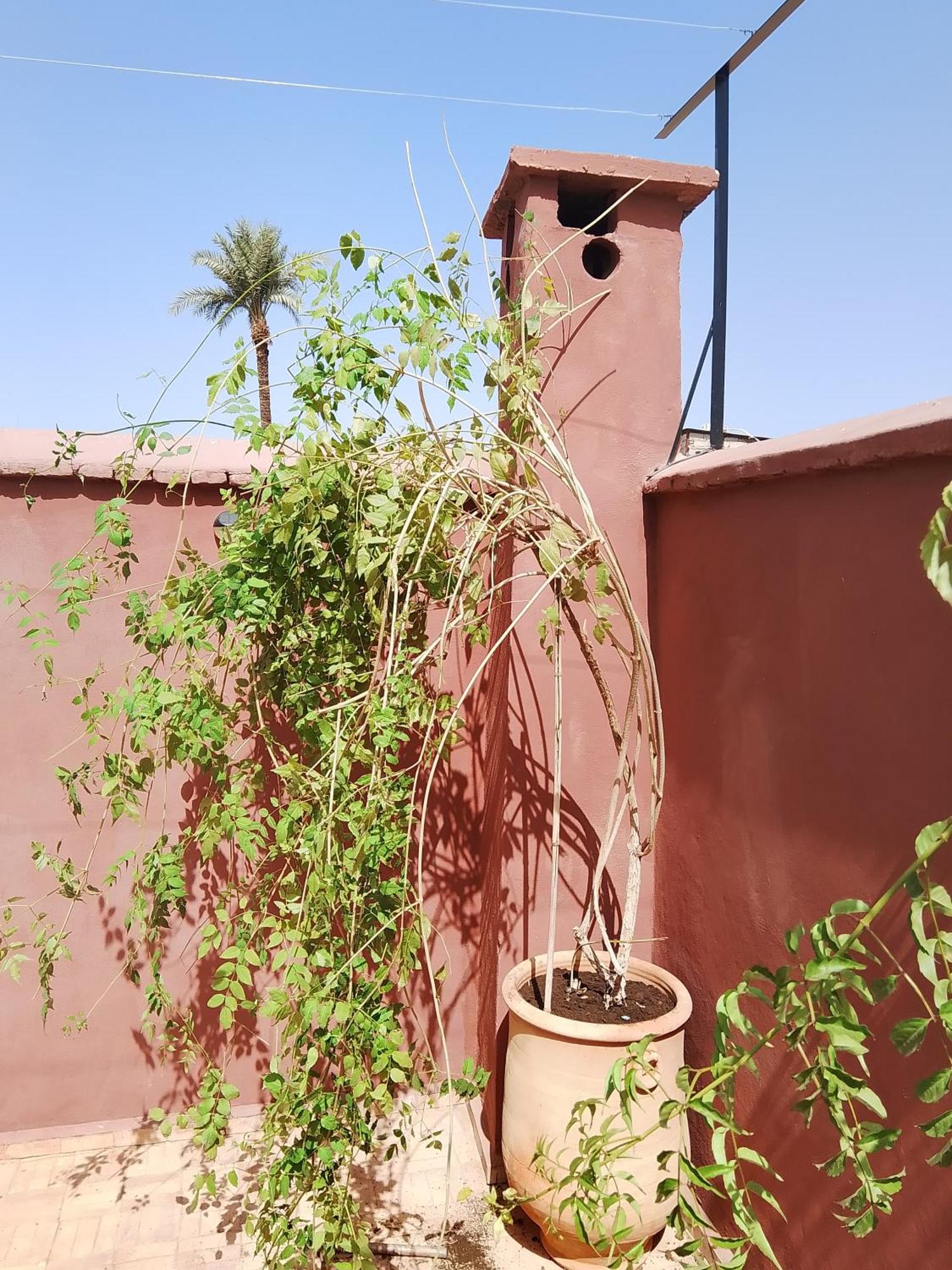 Riad Paquerette Маракеш Екстериор снимка
